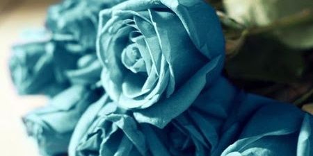 zanoliaaa's profile banner image