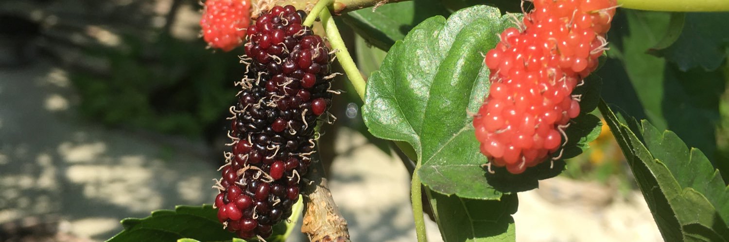 Mareesha 🎈 banner