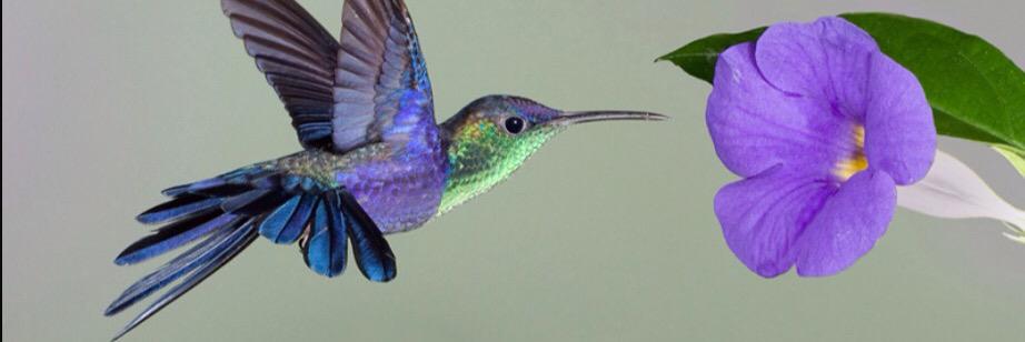 K_Hummingbirds's profile banner image