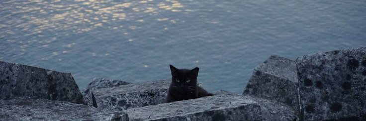 𝐃𝐎𝐊𝐘𝐄𝐎𝐌 banner