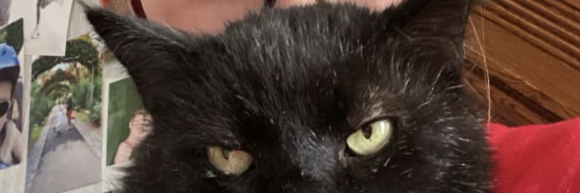 lilitassio's profile banner image
