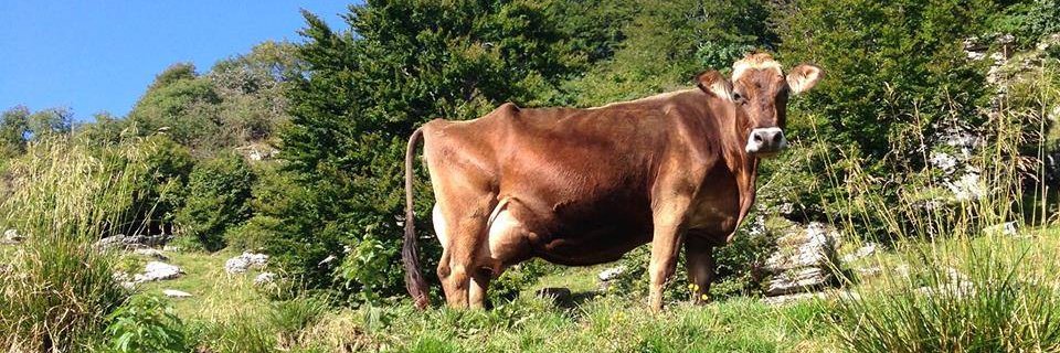 Monte_Veronese's profile banner image