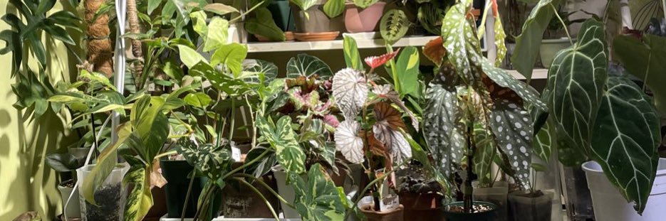 botanique_ed's profile banner image