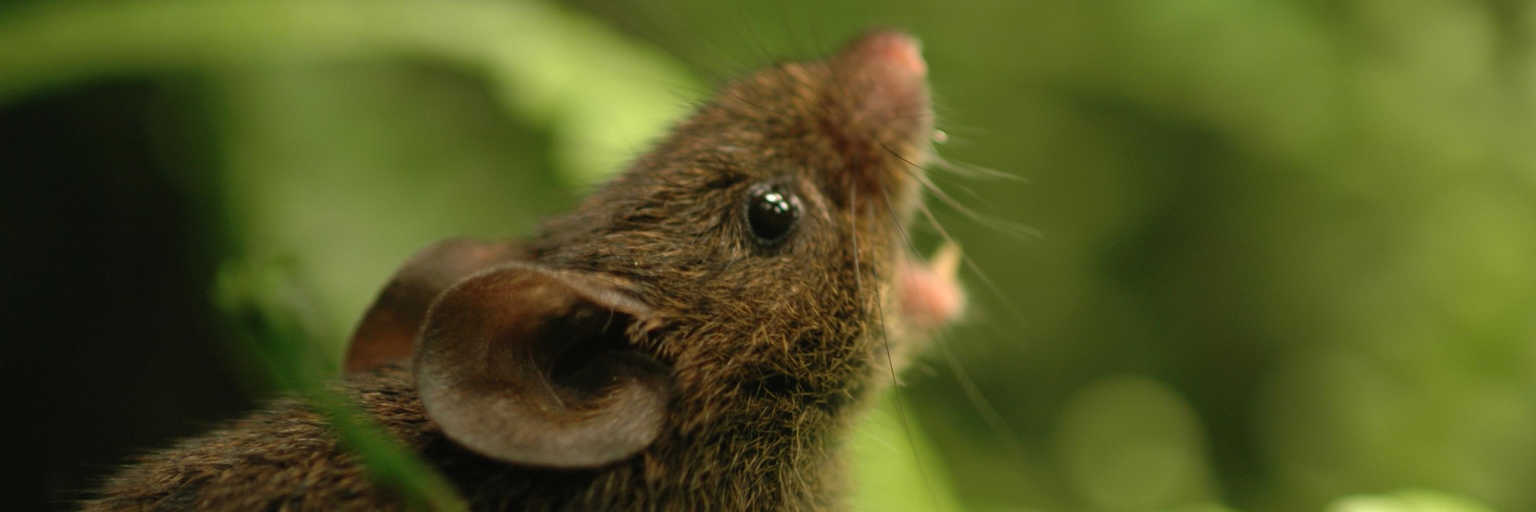 tweetingmouse's profile banner image