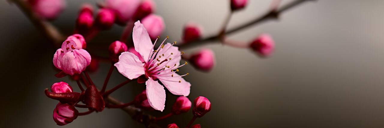 flower2bot's profile banner image