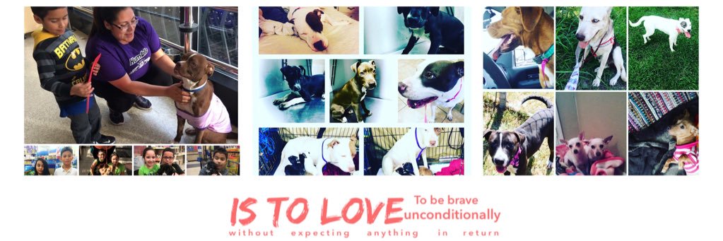 Petsrescue2015's profile banner image