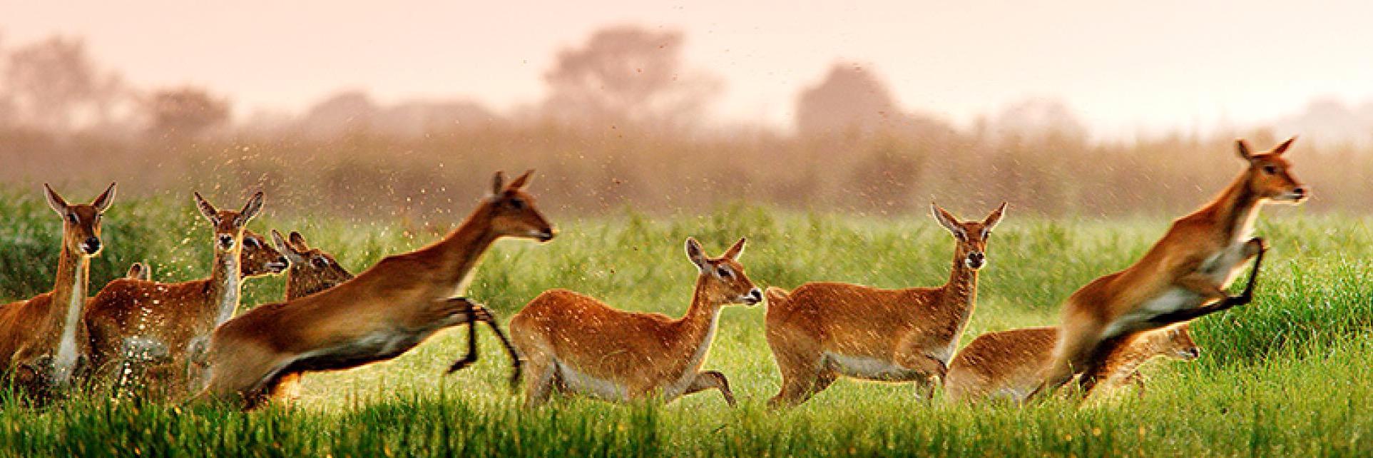 faunabuurt's profile banner image