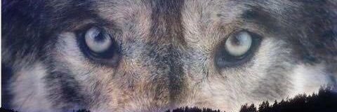 rotrujo's profile banner image