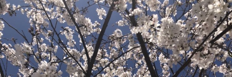 Rosemmurphy's profile banner image