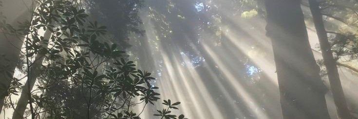 Applesblush's profile banner image