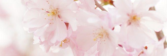 Sulli_blossom's profile banner image