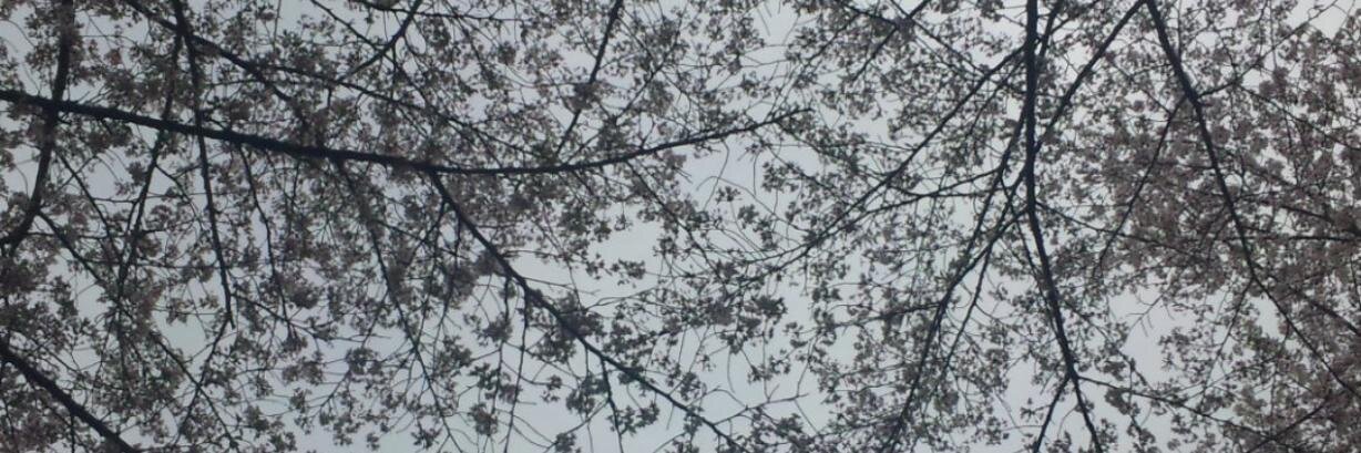 RAIN_CAGE's profile banner image