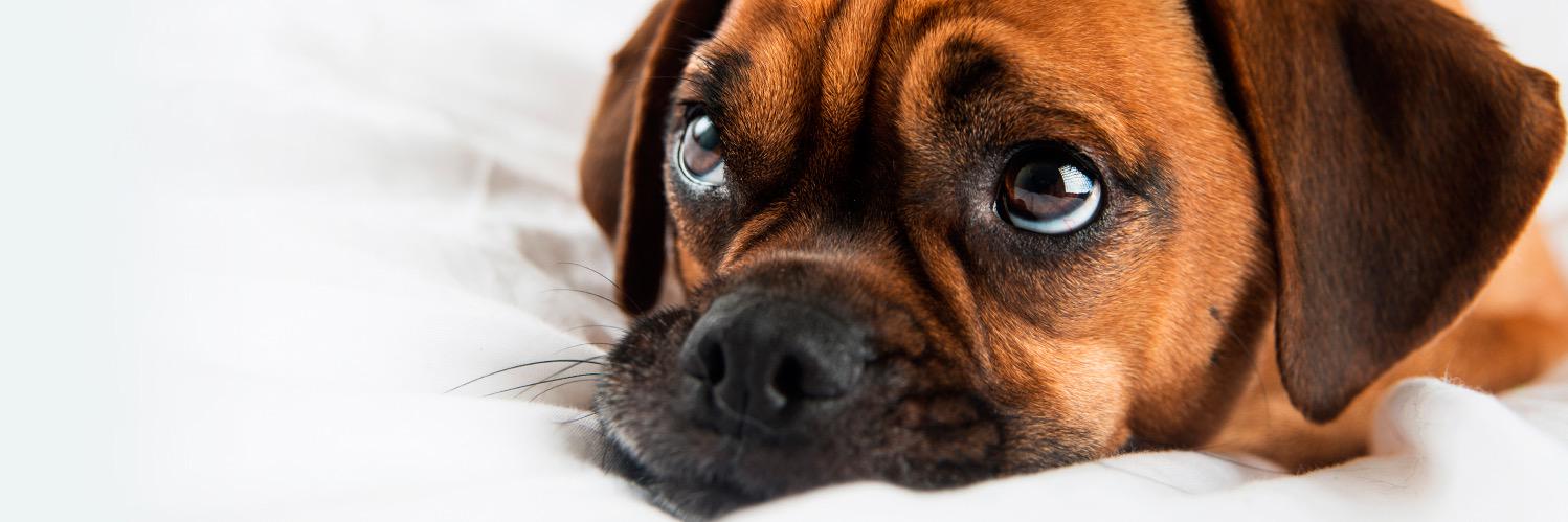 VetsCentre's profile banner image