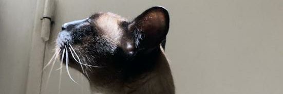 Ferchu banner