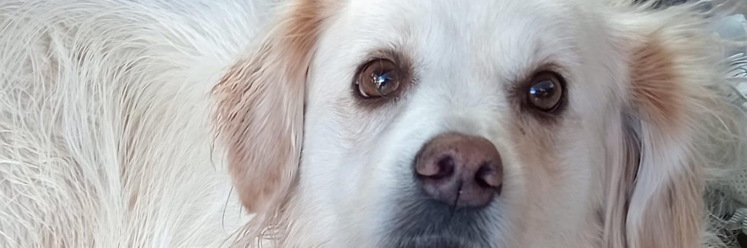 M Mercè Palau Fàbregas🐾 🏴󠁧󠁢󠁥󠁮󠁧󠁿Q🗣🐶✝️ banner