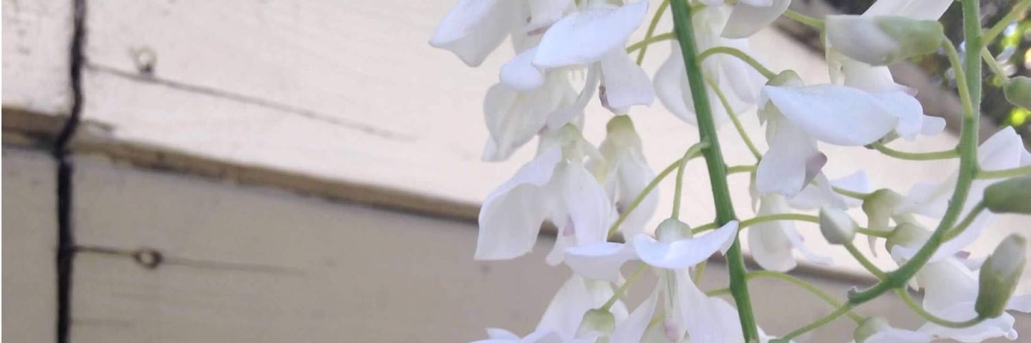 lashedbymegz's profile banner image