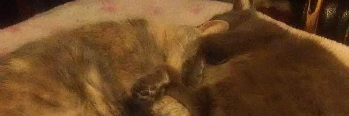 Haloduck's profile banner image
