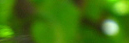 SparrowDarkest's profile banner image