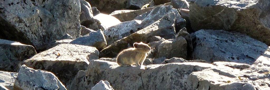Pika Pics banner