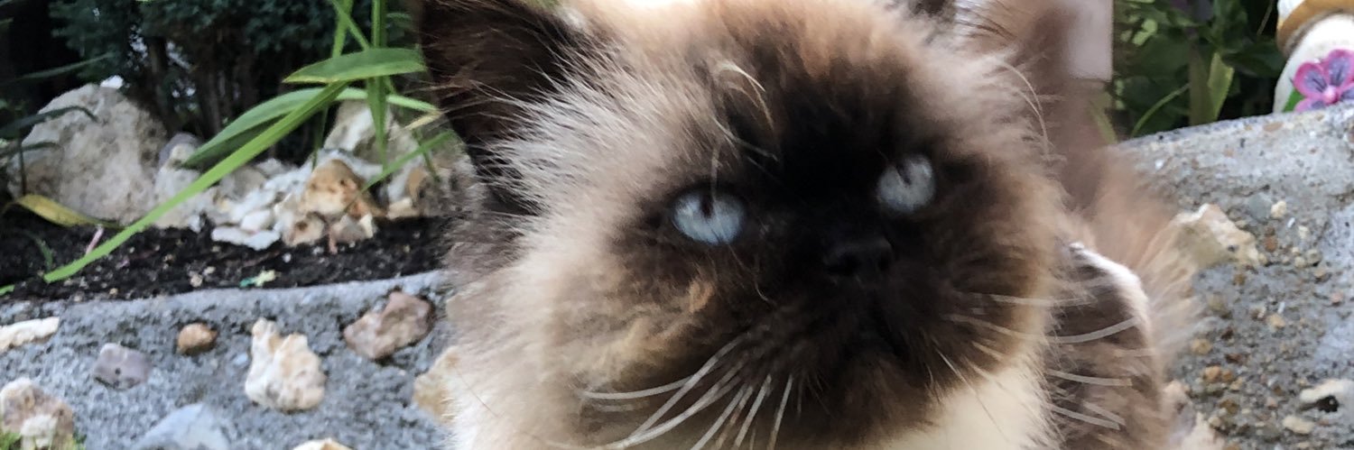 _carlasst's profile banner image