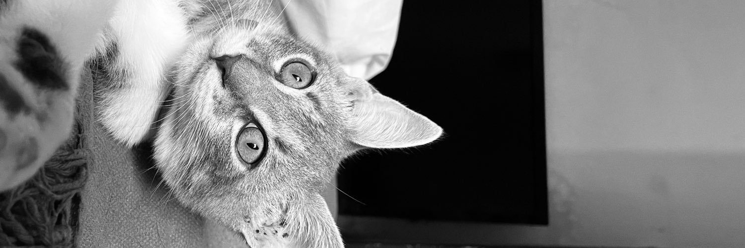 dayanabravoo's profile banner image