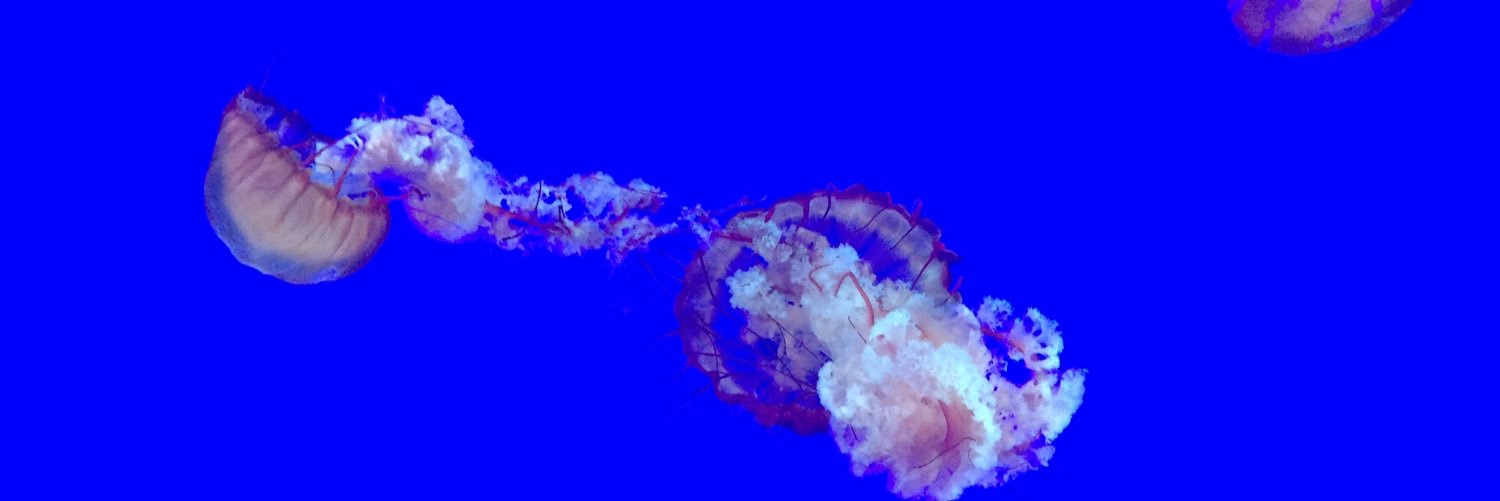 karola_toth's profile banner image