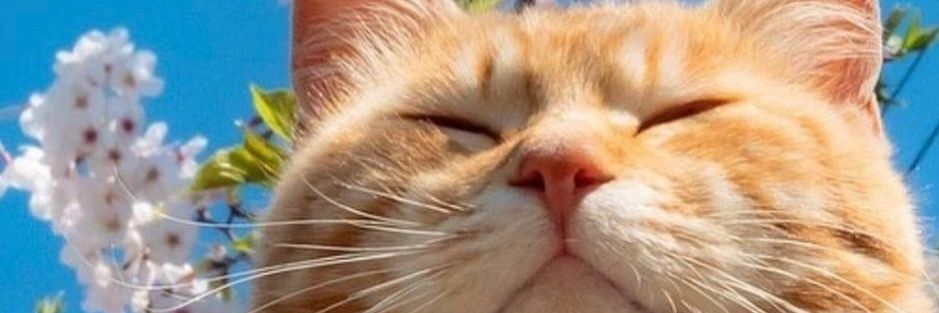 Inazz21's profile banner image