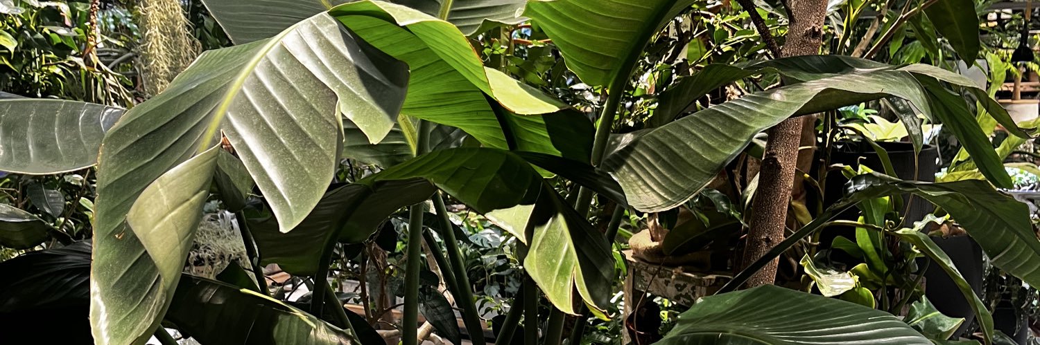 FOK_KOK11's profile banner image