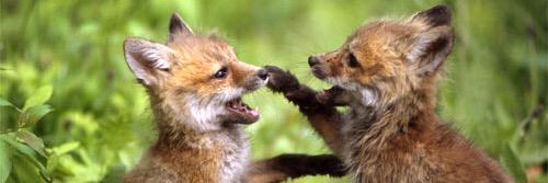 Saveourfoxes's profile banner image