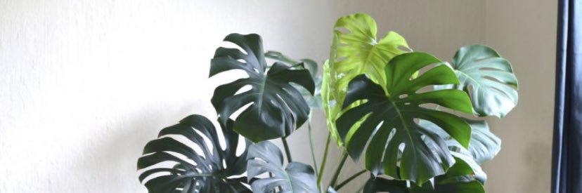 danagaskellx's profile banner image