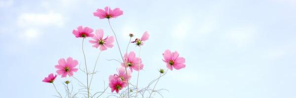 Hanaii11's profile banner image
