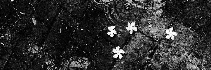 cirsceia's profile banner image
