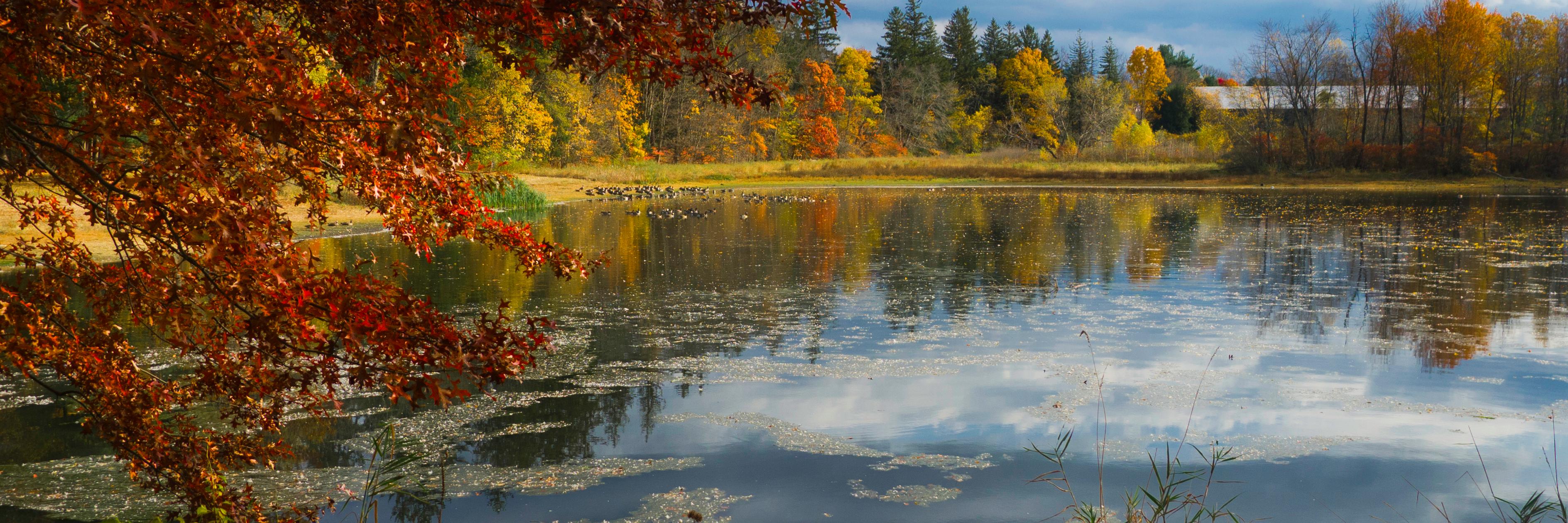 Maria Carpenter banner