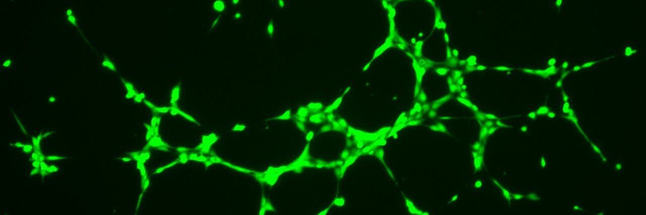 Besa Emini, PhD banner