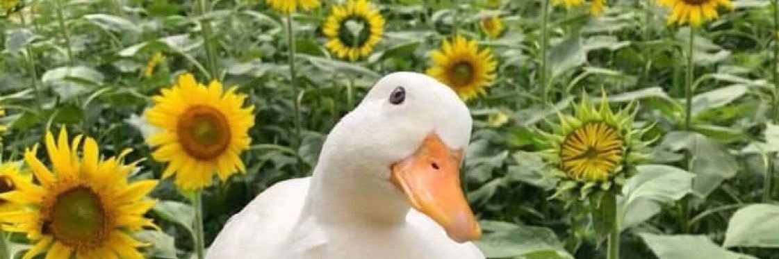 Katiemo__'s profile banner image