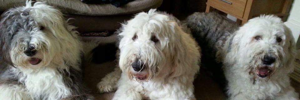 KateHadley1's profile banner image