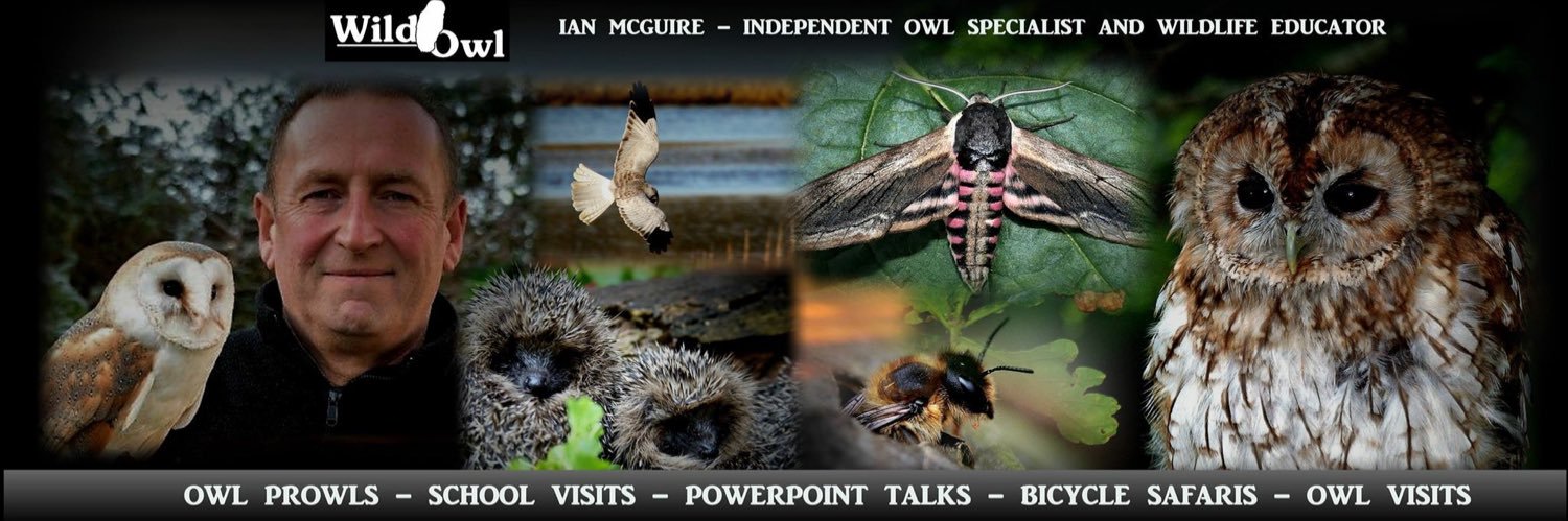IanwildowlTv's profile banner image