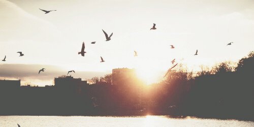 detapea's profile banner image