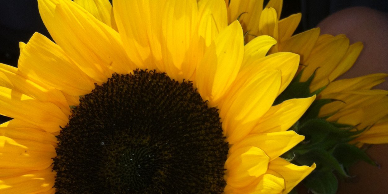 C_Zubb's profile banner image