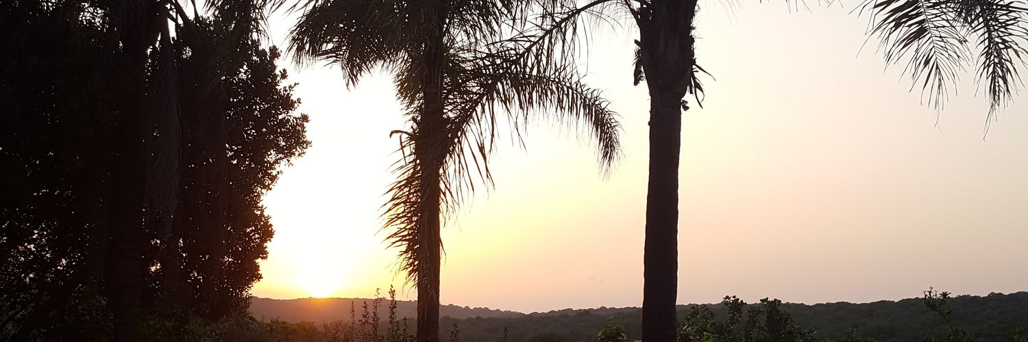 nirwilf's profile banner image