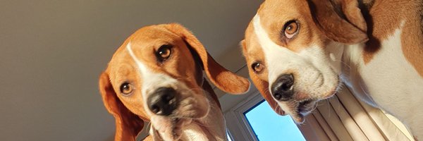 AllyWilletts Profile Banner