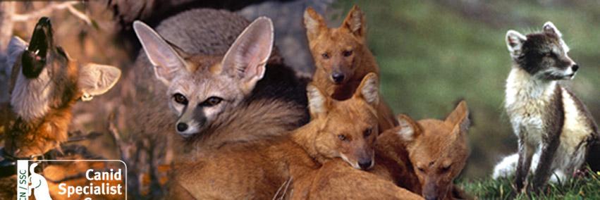 IUCN Canid SG banner
