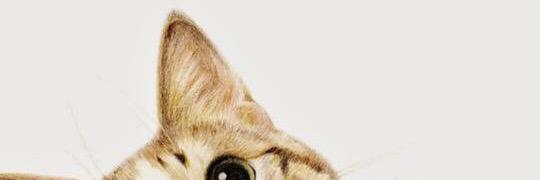 💜แมวเหมียวพุงย้อย🐈 banner