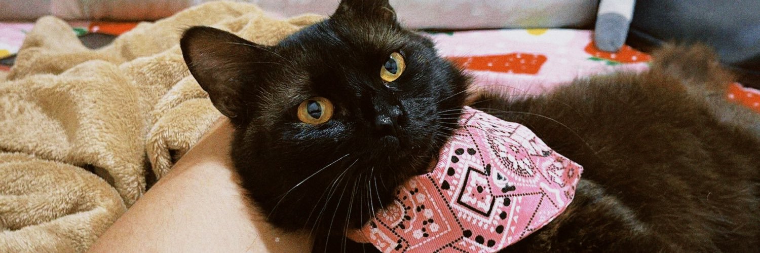 catsiduh's profile banner image