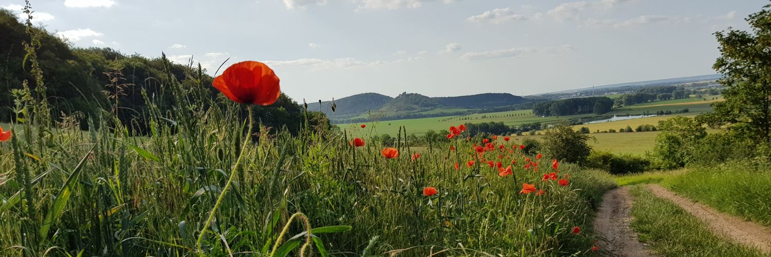 Der D. banner