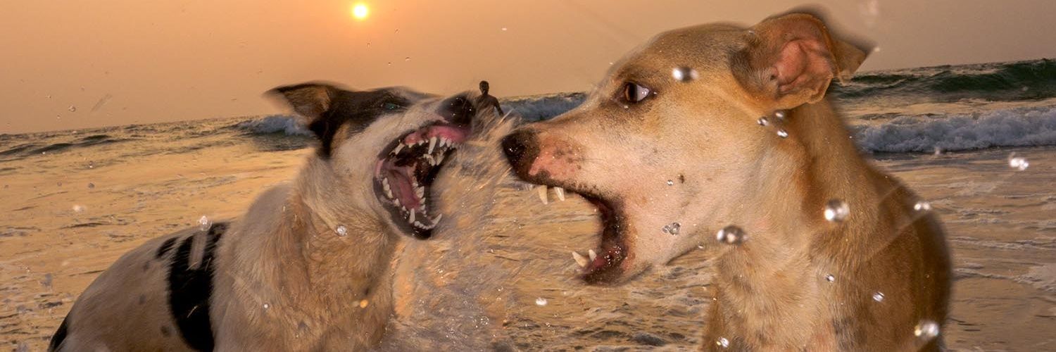 (◠ᴥ◕ʋ) 🇲🇽🍉 banner