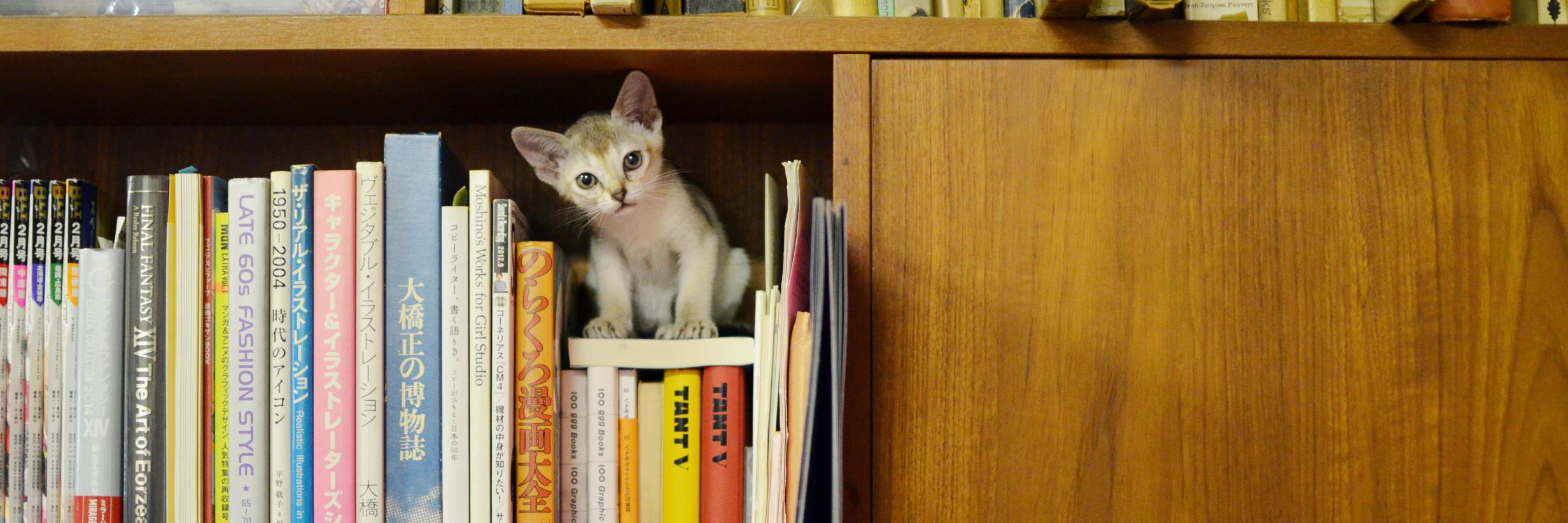 UFI_cat's profile banner image