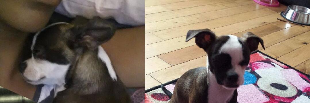 Tilly_BostonChi's profile banner image
