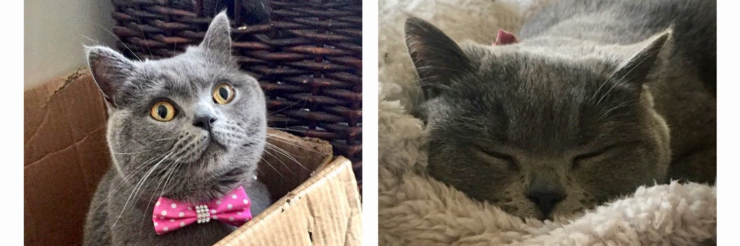 🐾 Clawdia ❤️ banner