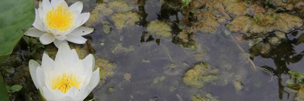 Ekograma Profile Banner